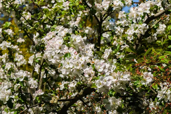 Delikatne Kwiaty Pąki Jabłoni Gałęzi Ogrodzie — Zdjęcie stockowe