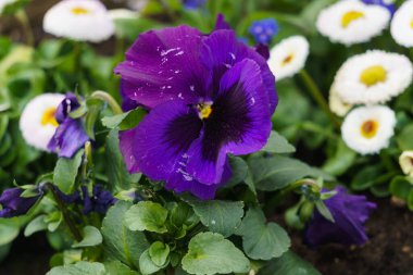 Mor renkli, kocaman bir nonoş çiçeği.