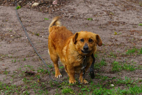 Червоний Монгольський Собака Ланцюзі Селі Охороняє Двір — стокове фото