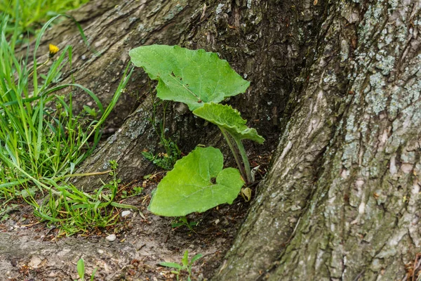 Lkbaharın Başlarında Yemyeşil Yapraklar — Stok fotoğraf