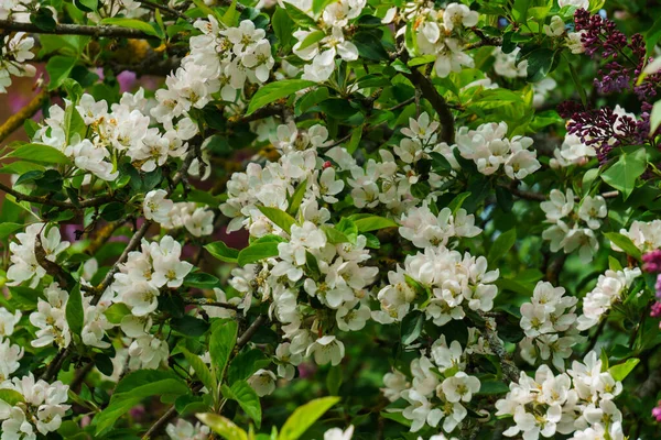 White Flowers Apple Tree Branch Garden — Stock Photo, Image