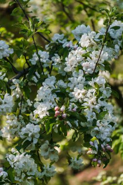 Bahçedeki bir dalda elma ağacının beyaz çiçekleri..