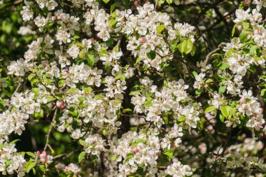 Bahçedeki bir dalda elma ağacının beyaz çiçekleri..