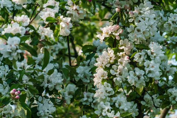 庭の枝にリンゴの木の白い花. — ストック写真