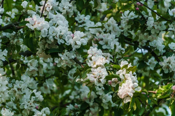 정원에 있는 나뭇가지에 달린 사과나무의 흰 꽃들. — 스톡 사진