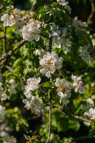 Bahçedeki bir dalda elma ağacının beyaz çiçekleri.. — Stok fotoğraf