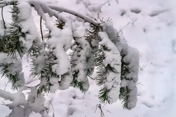 Ветви Деревьев Покрытые Белым Пушистым Снегом — стоковое фото