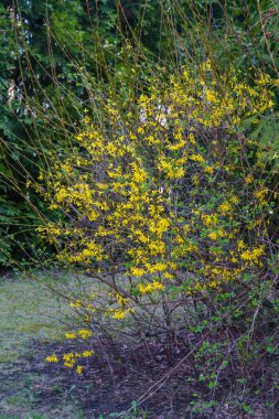 Parlak sarı Forsythia çiçekleri ilkbaharın başlarında bir şehir parkında