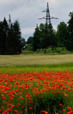 Letonya 'nın kırsalında güzel kırmızı gelincikler