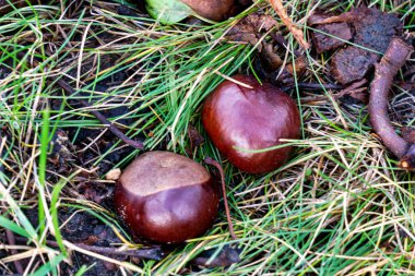 Kahverengi at kestane meyvesi yere düştü.