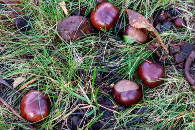 Kahverengi at kestane meyvesi yere düştü.