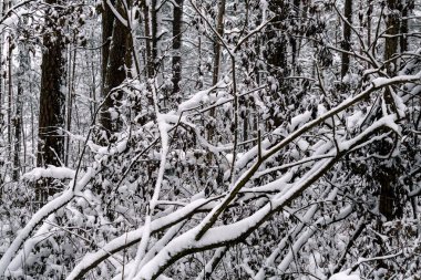 Ağaçların dalları beyaz pofuduk karla kaplıdır.