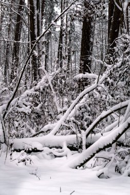 Ağaçların dalları beyaz pofuduk karla kaplıdır.