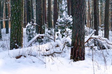 Ağaçların dalları beyaz pofuduk karla kaplıdır.