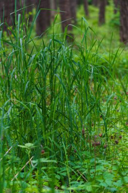 Bahar ormanında yaprakları uzun buğday çimi sapları