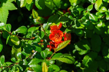 Bahar bahçesinde kırmızı çiçekli ayva dalları
