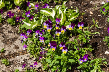 Çiçek tarlasında çiçek açan hanım evlatları. Çok hassas ve ilginç renkler.