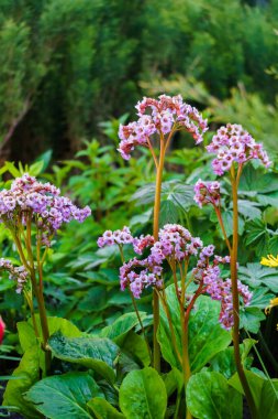 Bahçe yatağında Badan. İlaç ve çay fabrikası.