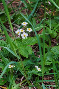 Bahar ormanlarında yabani çilek çalıları açıyor.