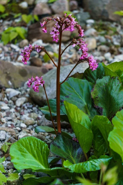 Badan Cama Jardim Planta Medicinal Chá — Fotografia de Stock