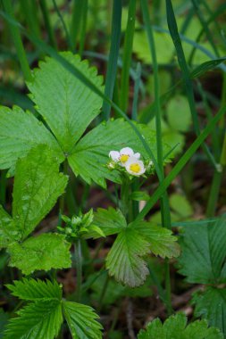 Bahar ormanlarında yabani çilek çalıları açıyor.