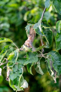Bahçesinde yaprak yiyen haşereler olan bir elma dalı.