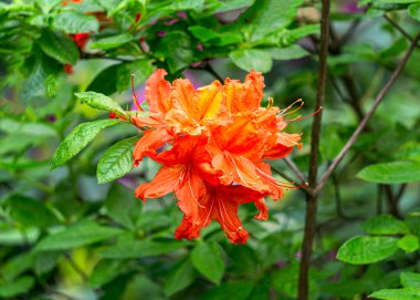 Parkta parlak turuncu-kırmızı rhododendron çiçekleri