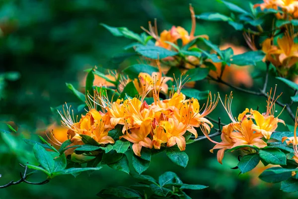 Parkta parlak turuncu rhododendron çiçekleri