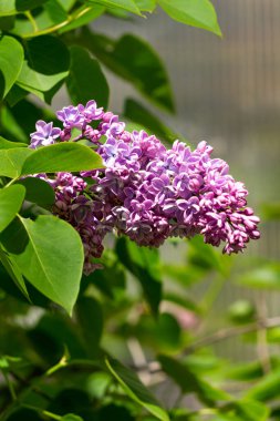 Bahar bahçesinde iki kat leylak çiçekli bir dal.