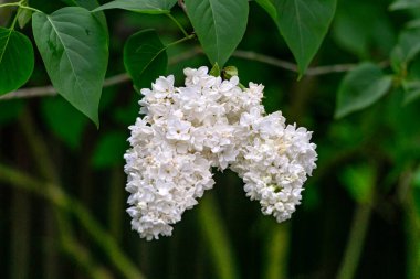 Bahar bahçesinde beyaz leylak çiçekleri