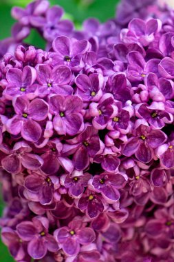 Güzel bir çalılıkta toplanmış küçük mor leylak çiçekleri.