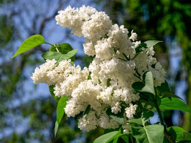 Bahar bahçesinde beyaz leylak çiçekleri