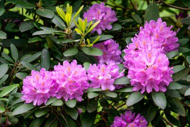 Bir sürü güzel mor çiçekli bir çalı çalısı.