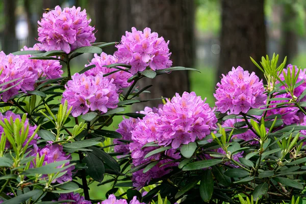 Рододендронний Кущ Великою Кількістю Красивих Фіолетових Квітів Стокове Зображення