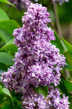 Bahar bahçesinde iki kat leylak çiçekli bir dal.