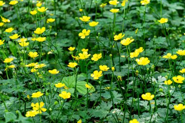 Sarı düğün çiçeği ile kaplanmış bir çayırın üst manzarası