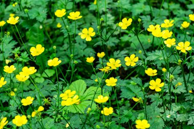 Sarı çiçekleri çayır ve yaz gününde