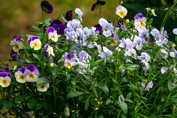 Blå Och Lila Penséer Blomkruka — Stockfoto