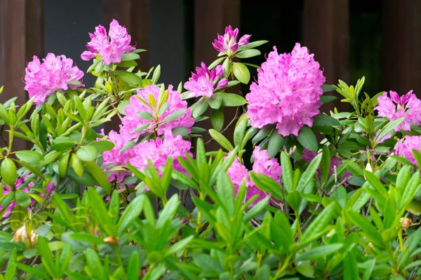 Bahçedeki Leylak Rengi Rhododendron Çiçekleri — Stok fotoğraf