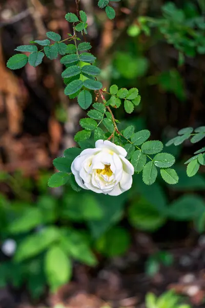 Białe Kwiaty Krzew Dzika Róża Biodra Lato Ogród Bokeh Efekt — Zdjęcie stockowe