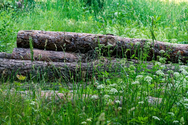 Ormanın Kenarındaki Çimlere Atılmış Kütükler — Stok fotoğraf
