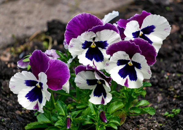 Pansies met witte en bordeaux bloemblaadjes in de tuin. — Stockfoto