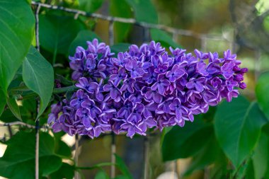 Bahçede yaprakları olan leylak çiçekleri dalı.