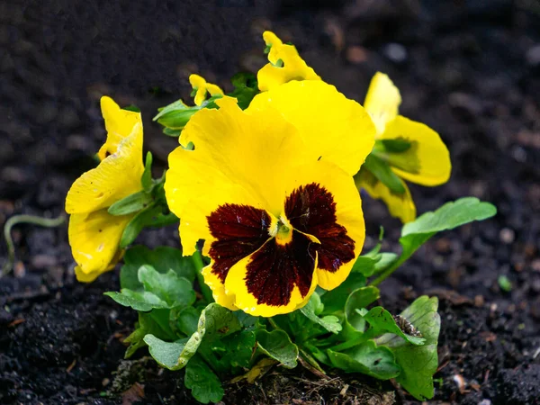 Zingare con petali giallo-bordeaux in giardino. — Foto Stock