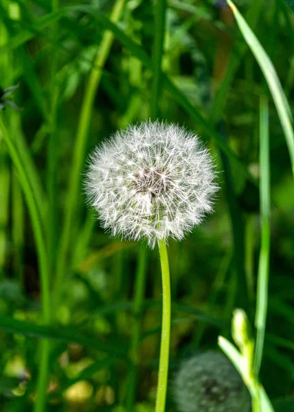 A faded dandelion with white seeds among the green grass. — Stock Photo, Image