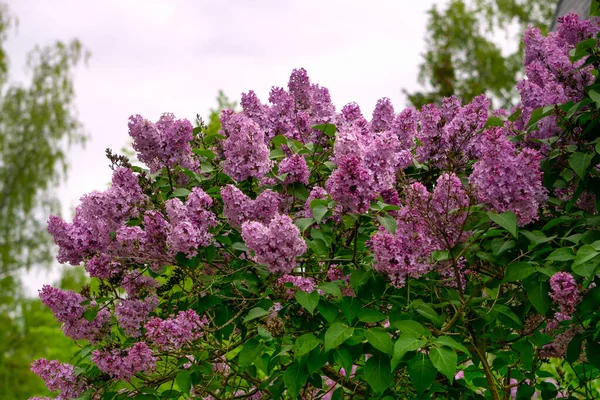 Arbusto lila con suaves flores de color rosa en un jardín de primavera. —  Fotos de Stock