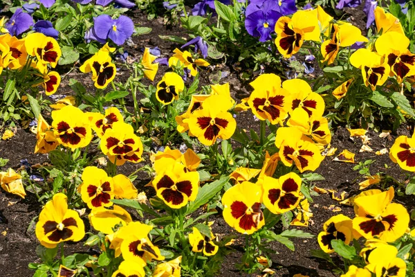 Background Multi Colored Yellow Pansies Garden — Stock Photo, Image