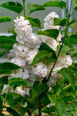 Bahçedeki baharda beyaz leylağın güzel bir dalı