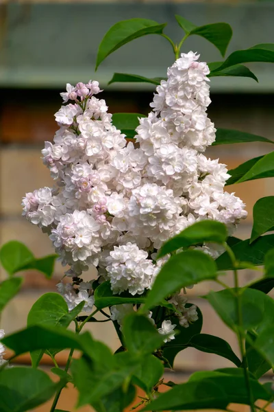 Beautiful Branch White Terry Lilac Spring Garden — Stock Photo, Image