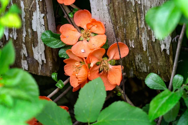 Ein Quittenstrauch Mit Leuchtend Roten Blüten Ist Durch Die Zauntafeln — Stockfoto